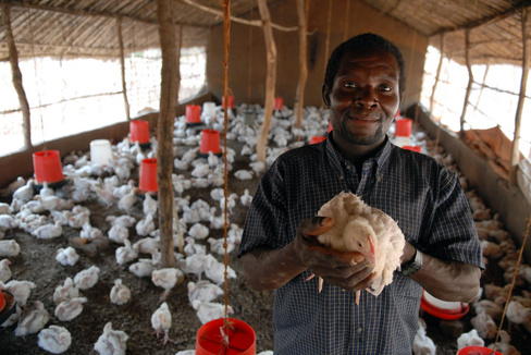 Poultry smallholders boost production in Zimbabwe