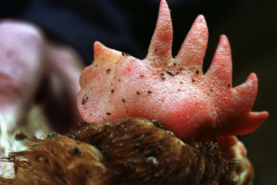 Tackling red mite in laying hens remains a challenge