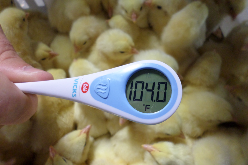Poultry Room Thermometer