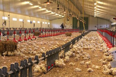 The broilers produced under the Loue brand have plenty of space, both inside and outside the house. Photo: Hans Siemes