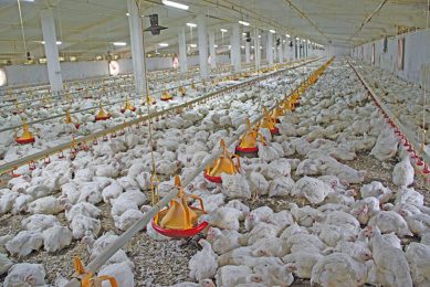 Improving broiler performance on top of an AGP regimen in India