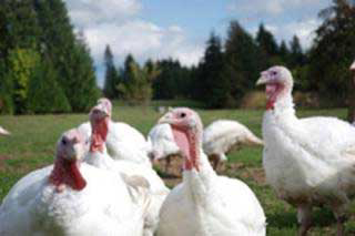 US turkey industry to cut supply to improve return