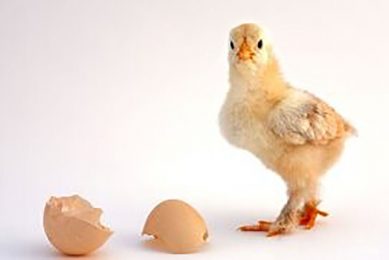 October Business Update: What s new in the world of poultry?