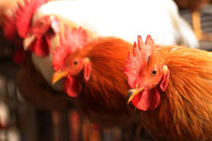 Online tool to benchmark feather loss in laying hens