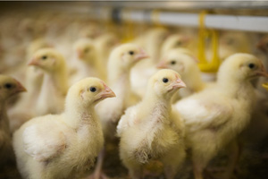 Ag co-products in poultry diets reduces emissions