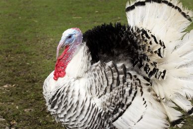 Officials confirmed the H5N8 strain of avian influenza was found at a turkey fattening farm in the UK. Photo: Henk Riswick