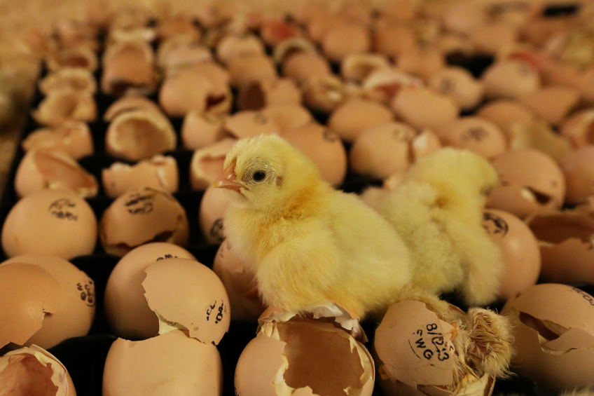 Aviagen increases breeding stock production in US hatchery