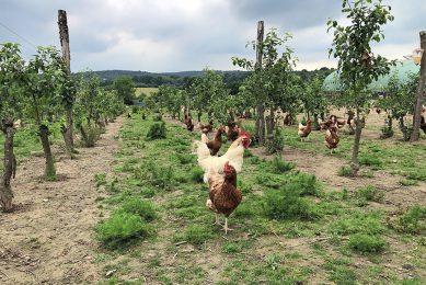 The organic eggs are sold under the Orchard Eggs label. The hens have their outdoor access in an apple orchard. Photo: Orchard Eggs