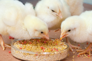New vaccine delivery system for newborn chicks developed
