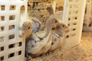 Histomoniasis in poultry: New solutions needed. Photo: Bert Jansen