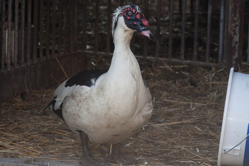 Only the Mule male and 50% of Muscovy female are raised, making in ovo sexing an ideal innovation. Photo: Joris Telders