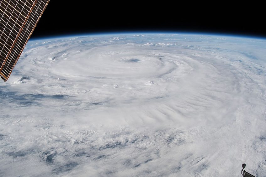 Hurricane Florence claims 3.4 million US poultry. Photo: Wikimedia