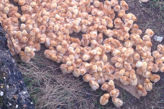 Broiler chicks found abandoned in Cambridgeshire. Photo: RSPCA
