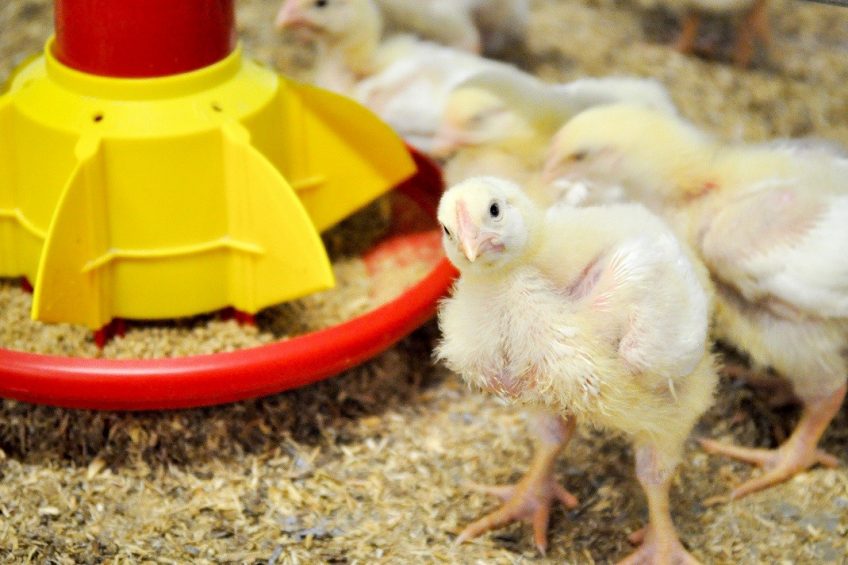 Alternative poultry products help cut antibiotics use 70%. Photo: St David s Poultry Vets