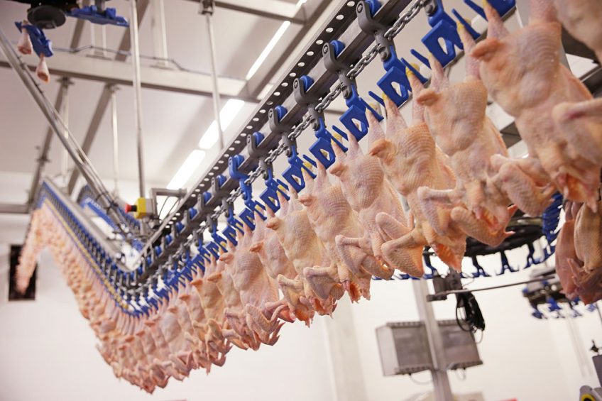 The Brazilian Industry Federation foresees 17.3 million tons of broilers and 170 million 30-dozen boxes of eggs by 2029. Photo: Michel Zoeter