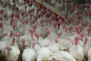 WDDGS in turkey hen diets for growth and water intake