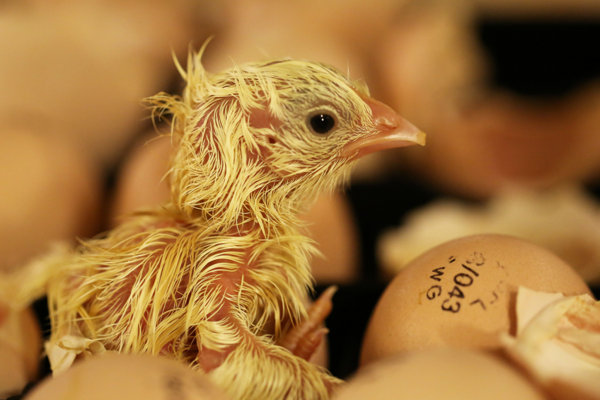 New technique established for sexing chick embryos
