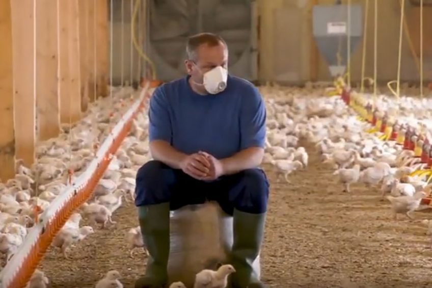 The training video captures on-farm footage of broilers performing positive behaviours and describes why these behaviours are important for bird welfare. Photo: FAI Farms Ltd