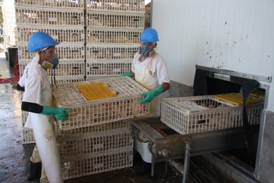 Smoothly moving broilers from farm to shackle