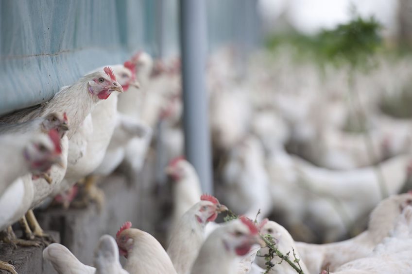 A flock of free-range birds in Australia have been hit by highly pathogenic avian influenza. Photo: Mark Pasveer