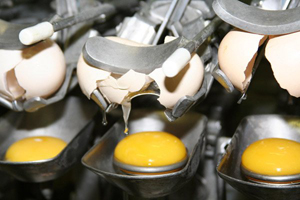 Report: Growth expected in egg processing industry