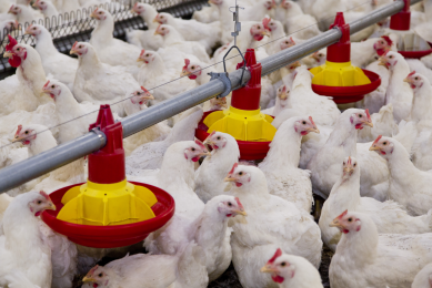 Bacteria identified with link to lameness in broilers