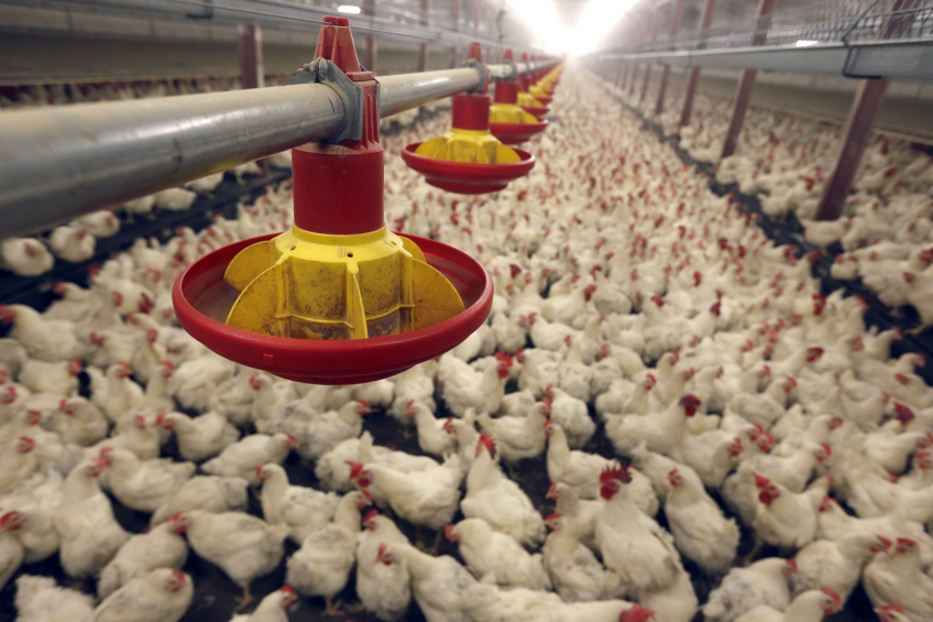 British export of poultry meat on the up