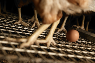 Researchers aim to create non-allergenic eggs