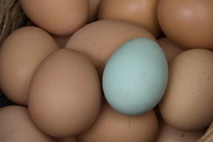 Study unscrambles the genetics of the &apos;blue&apos; egg