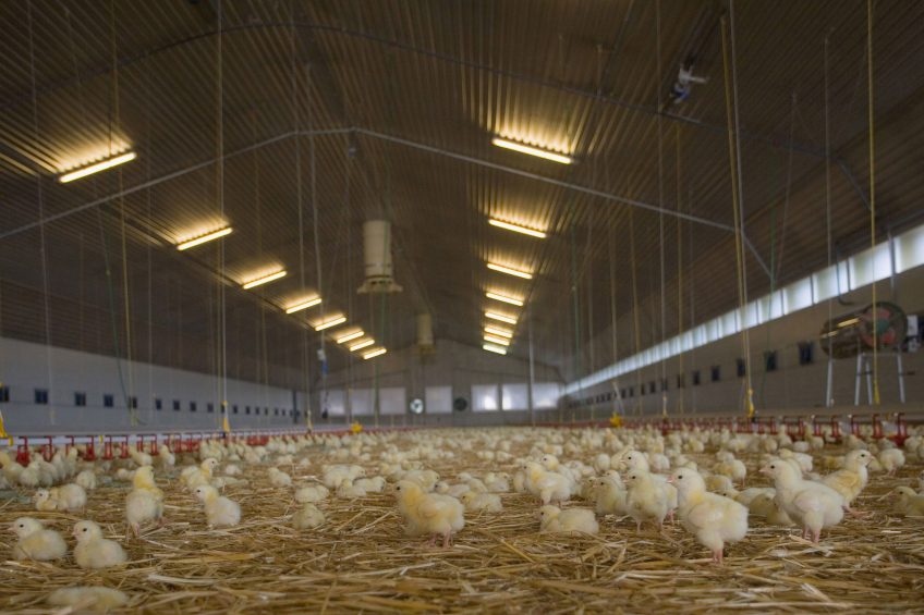 Plans dropped to build broiler units to house 350,000 birds. Photo: WestEnd61/Rex/Shutterstock