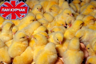 Pan Kurchak expands poultry production capacities