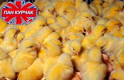 Pan Kurchak expands poultry production capacities