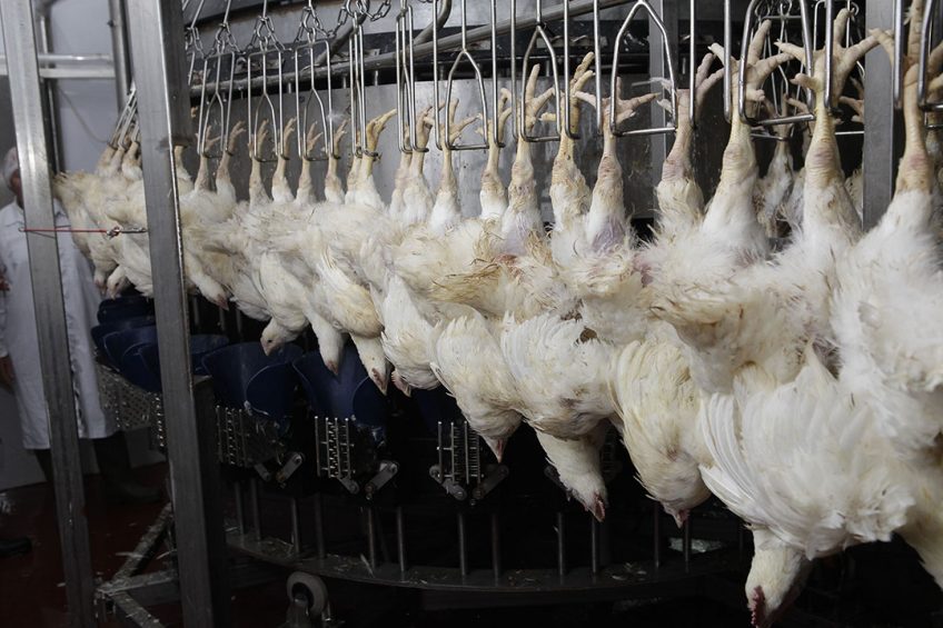 Prioskolie produced 452,000 tonnes of poultry meat, 7.3% of the Russian poultry production in 2019. Photo: Hans Prinsen