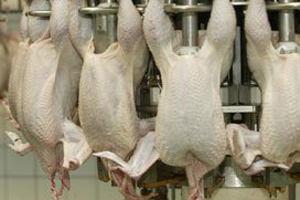 HPAI: Severe losses for Dutch poultry sector