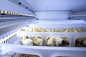 In the HatchBrood system, day old chicks stay up to four days in special brooding trays with access to feed and water.