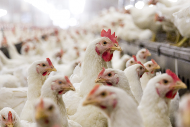 "HVT has a good safety profile for chickens and also immunises against Marek's disease, another herpesvirus that causes tumors, immunosuppression and sometimes mortality," said an MSD statement. [Photo: Bart Nijs]