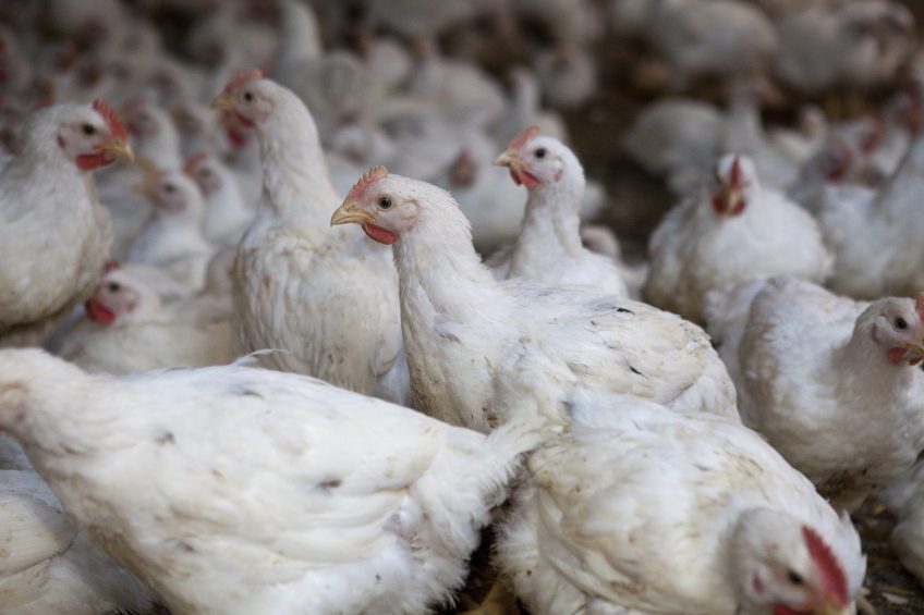 China: Uncertain poultry production. Photo: Jan Willem Schouten