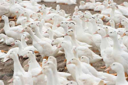 Indonesian ducks die of suspected bird flu
