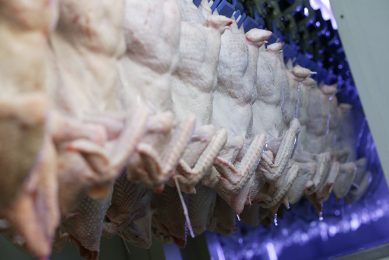 Brazil projects a production of 14,5 million tonnes of chicken meat in 2021, 5.5% more than its previous record of 2020. Photo: Jan Willem Schouten