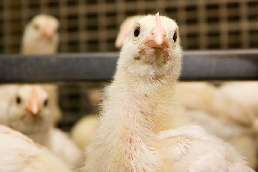 Poultry markets pick up following  perfect storm  disruption. Photo: Shutterstock