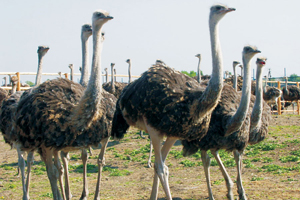 LPAI outbreak among South African ostriches