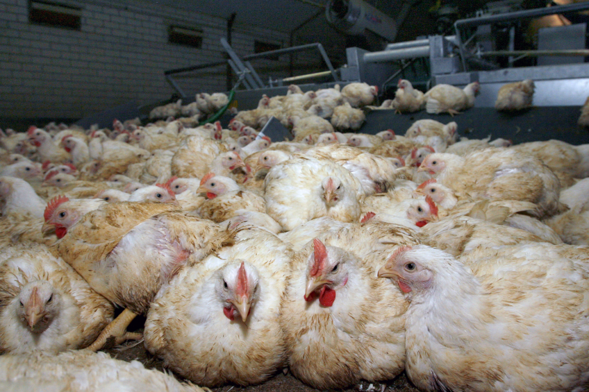 EU poultry production set to grow further