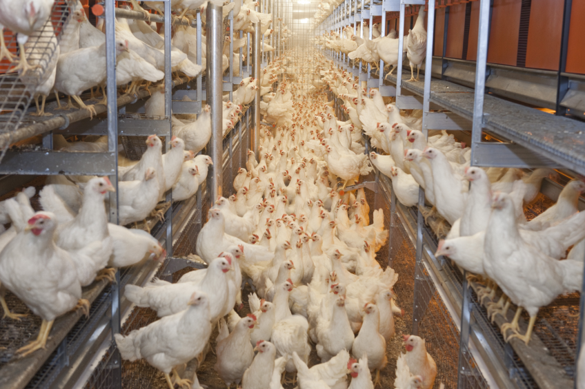 Ukrainian poultry sector sees sharp profit drops