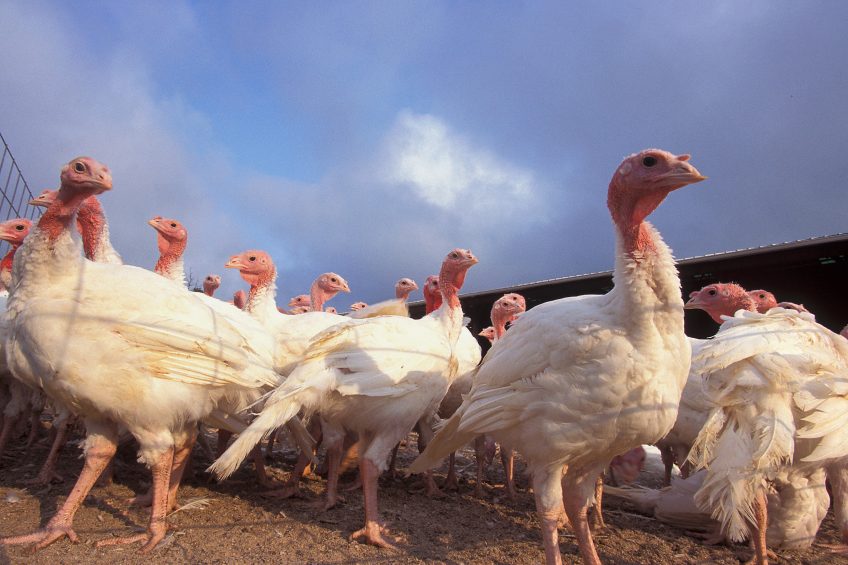 Turkey skin could hold the key to salmonella contamination. Photo: ARS