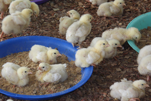 Demand boosts need for poultry feed in India