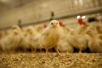 Improve broiler performance with  Flexible Feed Formulation