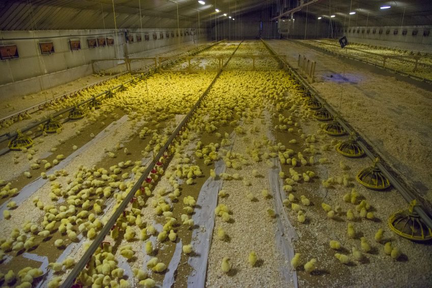 Red Tractor revises rules for poultry farmers. Photo: John Eveson/REX/Shutterstock