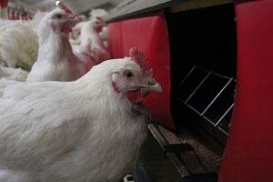 How poultry management and equipment influence results