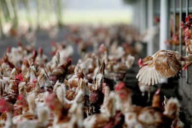 Fermented protein to reduce antibiotics in poultry. Photo: ANP/Rick Nederstigt