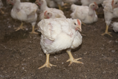 Effectively cooling poultry with sprinklers. Photo: MSU Extension Service/Kat Lawrence